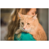 onde vende remédio de pulga para gatos Ribeirão Pires