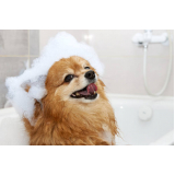 pet shop banho contato Jardim São João