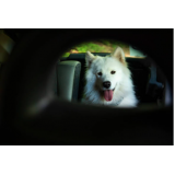 pet shop com táxi dog perto de mim agendar Guarulhos