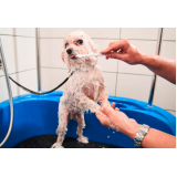 pet shop perto de mim Picanço