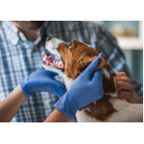 remédio de verme para cachorro Parque Primavera