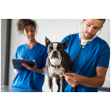 remédio de vermes para cachorro Água Azul