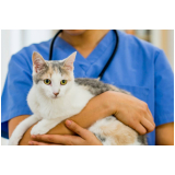 remédios de pulga para gatos Diadema
