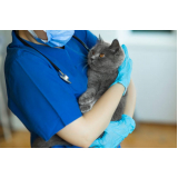 remédios para animais São João