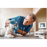 serviço de limpeza de dente canino Caieiras