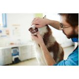 serviço de limpeza dentária canina Cumbica