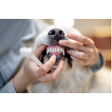 serviço de limpeza dentária em cães Monte Carmelo