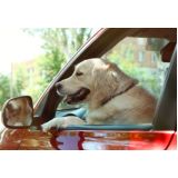 táxi dog pet agendar Itaquera
