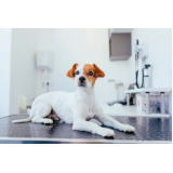 telefone de clínica especializada em castração para cachorros Brasilândia