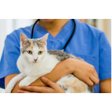 telefone de clínica veterinária Itaquera