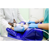 ultrassom dental veterinário Cabuçu