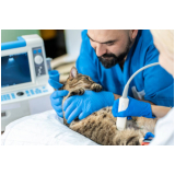 ultrassonografia veterinária pet agendar Cabuçu