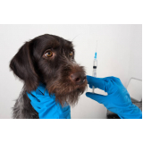 vacina antirrábica para cães Bela Vista