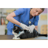 vacina antirrábica para gato Tucuruvi