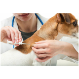 vacina cachorro v10 clínicas Picanço