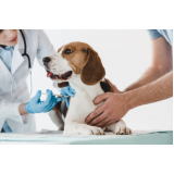 vacina contra raiva em cachorro Centro