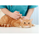 vacina de raiva para gatos Monte Carmelo