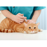vacina de raiva para gatos Parque Santo Antônio