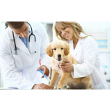 vacina de verme para cachorro filhote Parque Continental
