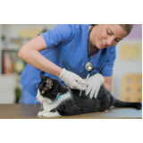 vacina para filhote de gato agendar Invernada