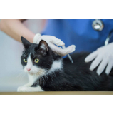 vacina para filhote de gato Vila Rosália