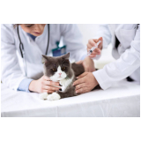vacina v10 para gatos agendar Santa Isabel