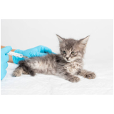 vacina v8 gatos clínica Tremembé