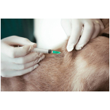 vacinas em filhotes de cães Caieiras