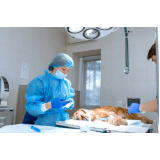 valor de cirurgia animal Vila Rosália