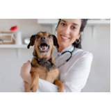 valor de cirurgia de castração de cachorro Brasilândia