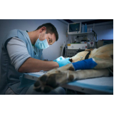 valor de cirurgia de grandes animais Porto da Igreja