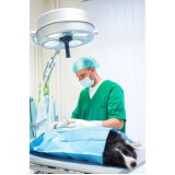 valor de cirurgia em animais de pequeno porte Itaquera
