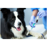 veterinário de cachorro endereço Barra Funda