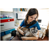 veterinário especialista em gatos contato Parque Renato