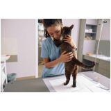 veterinário especialista em gatos Bananal