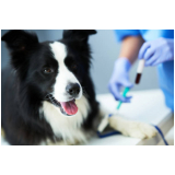 veterinário mais perto de mim Várzea do Palácio