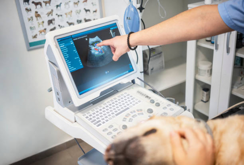 Ultrassonografia para Cachorro Clínica Fernão Dias - Ultrassom Odontológico Veterinário