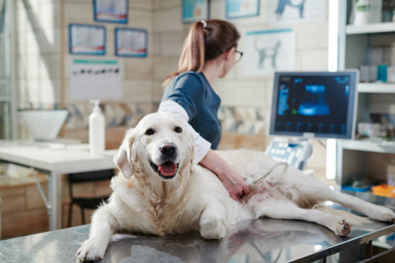 Ultrassonografia para Cachorro Invernada - Ultrassom Animal