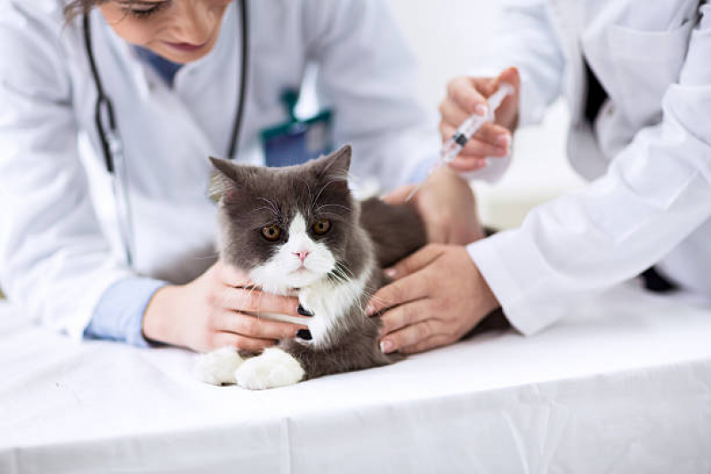 Vacina Anticoncepcional para Gatos Agendar Nova Bonsucesso - Vacina V5 para Gatos
