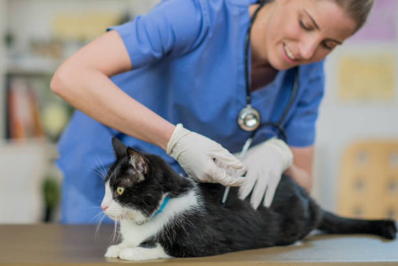 Vacina Antirrábica Animal Vila Hulda - Vacina de Raiva para Gatos