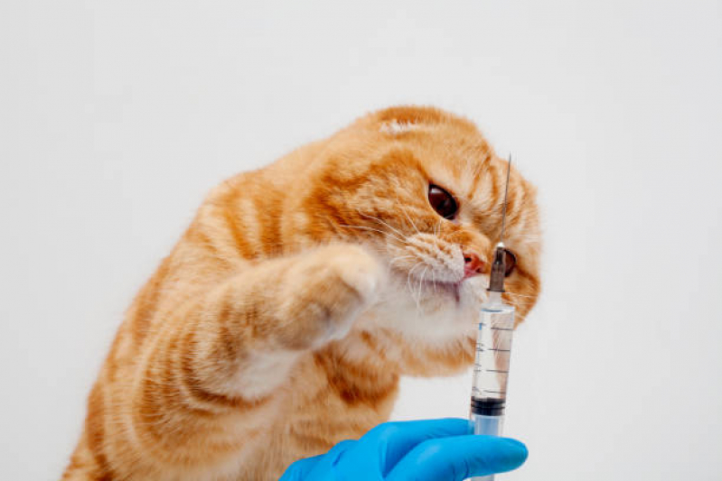 Vacina de Raiva Gato Agendar Tatuapé - Vacina Fiv Felv