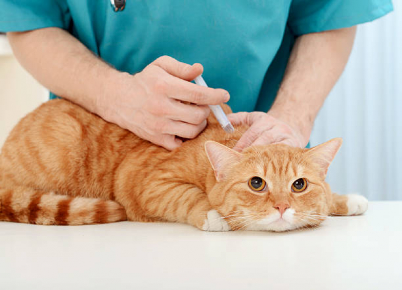 Vacina de Raiva para Gatos Monte Carmelo - Vacina de Raiva para Gatos