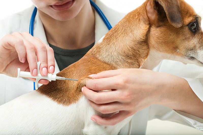 Vacina para Filhote de Cachorro Clínicas Parque Renato Maia - Vacina contra Raiva Cachorro
