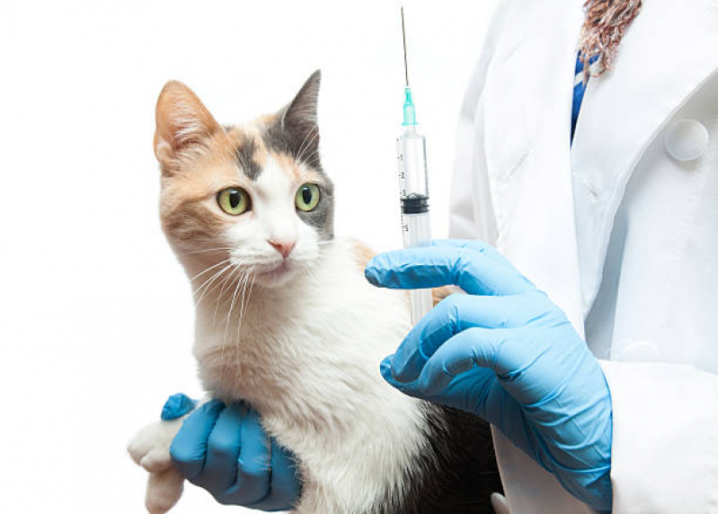 Vacina para Gato V4 Vila Medeiros - Vacina Antirrábica Animal Vacina para Gato V4 Vila Medeiros - Vacina Antirrábica Animal