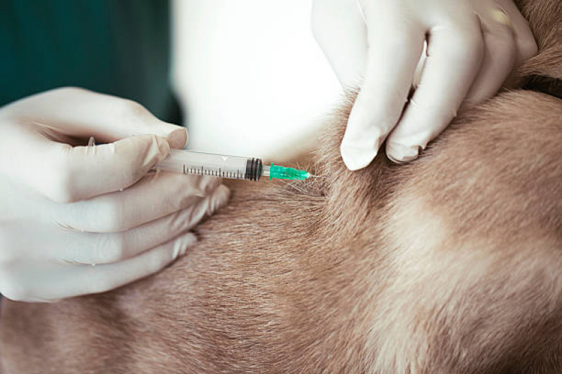 Vacinas em Filhotes de Cães Parque Renato - Vacina para Filhote Cachorro