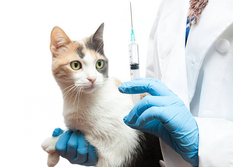 Vacinas para Gato V5 Cumbica - Vacina contra Raiva para Gatos