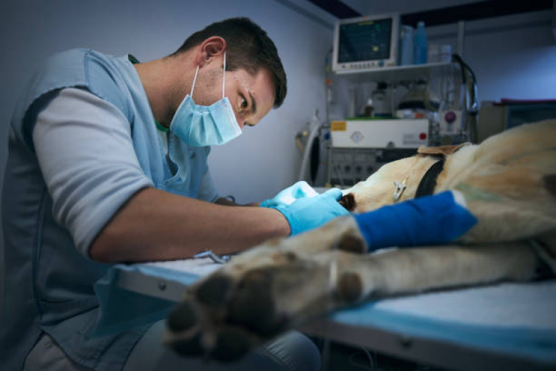 Valor de Cirurgia de Grandes Animais Porto da Igreja - Cirurgia de Castração de Cachorro