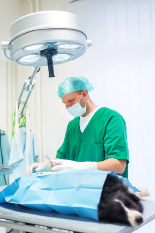 Valor de Cirurgia em Animais de Pequeno Porte Avenida Tiradentes - Cirurgia Ortopédica Veterinária