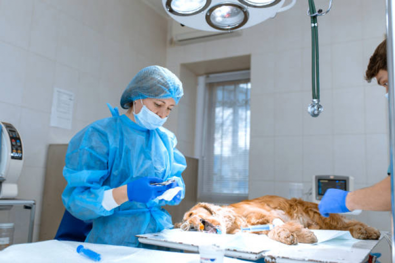 Valor de Cirurgia Ortopédica Veterinária Parque Renato - Cirurgia para Cães