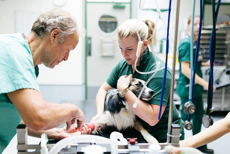 Valor de Cirurgia para Gatos Morros - Cirurgia para Cães